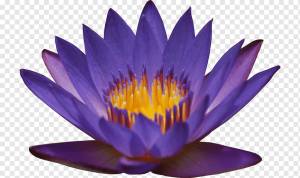 Египетский лотос Nymphaea alba Nymphaea lotus Цветок ли, водяная ля, фиолетовый, синий, ля png