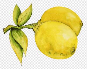 Лимон, Фрукты, Акварель, Желтые фрукты, Цитрусовые, Еда, Органические, Сочные, Листья, Эскиз, png
