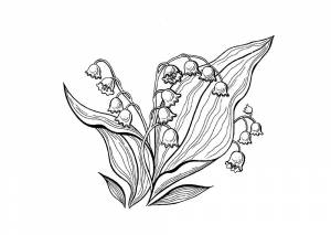 Раскраска Ландыш