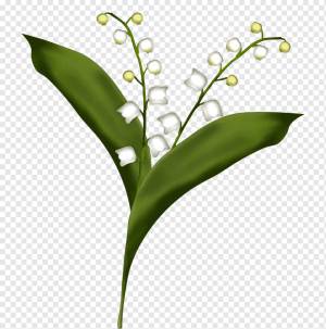 Цветочный рисунок ландыша, ландыш, лист, растение Стебель, трава png