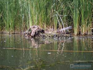 Покраска лодки в камыш -- Форум водномоторников