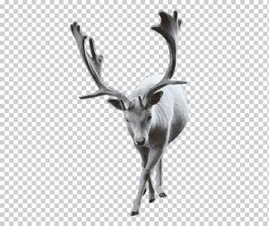 Лось северный олень, шаблон, рога, животные png