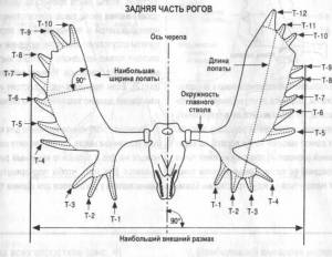 Лось