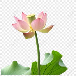 лист лотоса цветок лотоса завод фотография шаблон,цветочные украшения изображение_Фото номер 380524779_PSD Формат изображения_ru