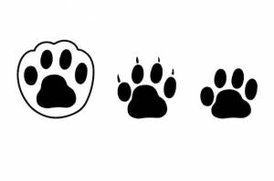 Отпечаток лапы с когтями след животного отпечаток кошки собаки норки льва тигра медведя