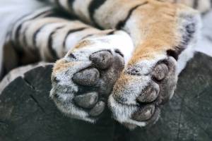 Задние лапы тигра крупным планом