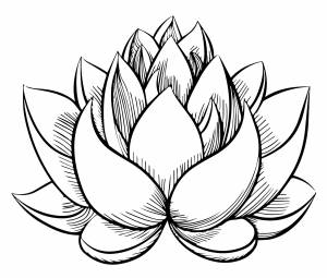 Лотос раскраска