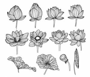 Цветок лотоса рисунок и эскиз черно-белый