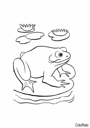 Раскраска Лягушка на кувшинке