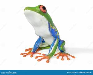 Тропическая лягушка иллюстрация штока