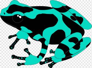 Грин, Черный, Аква, Природа, Ядовитые, Тропический, Экзотика, Амфибия, Лягушка, png