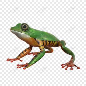 Лягушка PNG изображения с прозрачным фоном
