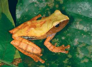 Русские имена в названиях азиатских лягушек