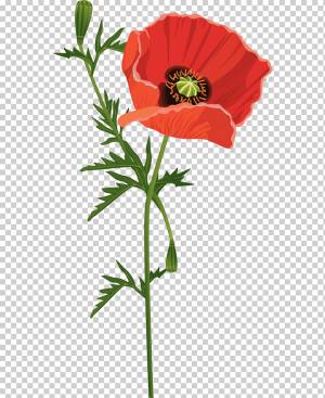 Мака обыкновенная Flower Opium poppy, Red Wavy Шаблон годового отчета, другие, растение Стебель, цветок png