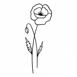 Цветы мака на белом фоне handdrawn иллюстрации летний цветок мака рисунок