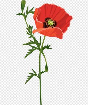 Мака обыкновенная Flower Opium poppy, Red Wavy Шаблон годового отчета, другие, растение Стебель, цветок png