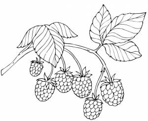 Раскраски Раскраска Рисунок малины 