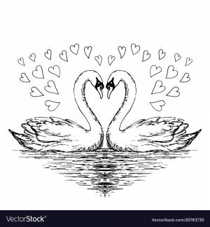 Лебеди рисунок карандашом