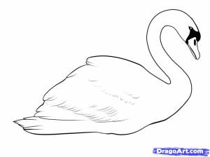 Как нарисовать лебедя поэтапно 5 уроков