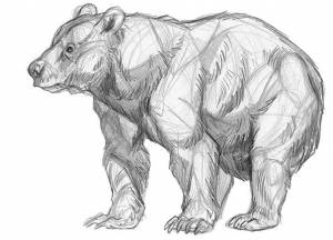 Как рисовать медведя