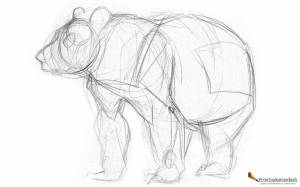 Как нарисовать медведя в 5 простых шагов » Как нарисовать поэтапно