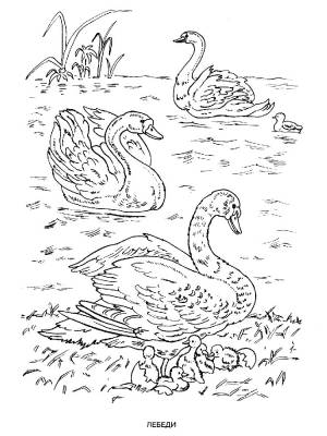 Раскраска лебедь  и