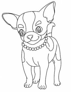Раскраска собаки Чихуахуа