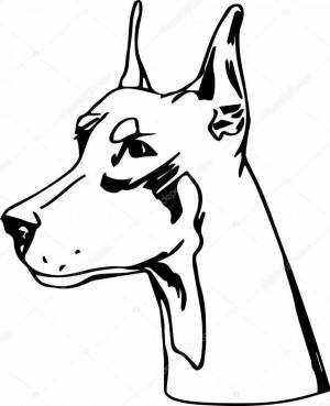 Раскраски Собака доберман
