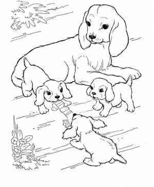 Раскраска собака и щенки