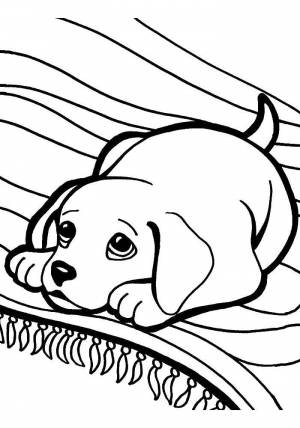 Раскраски Раскраска Щенок на ковре собаки щенки собаки хаски