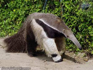 Когда-то на Земле обитал муравьед весом 5 тонн