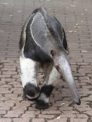 Одинокий скиталец