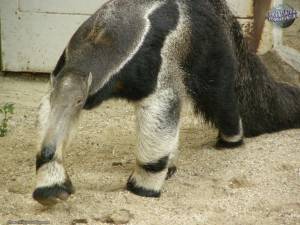 Муравьед ходит на костяшках пальцев