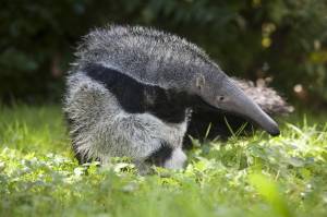 Одинокий скиталец