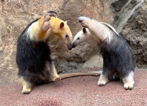 Я злой и страшный муравьед!