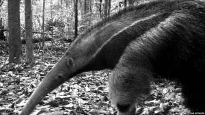 Значение слова МУРАВЬЕД