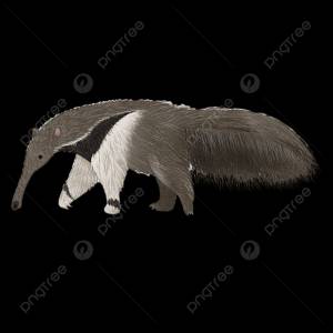 милый муравьед на белом фоне PNG , задний план, живая природа, принимать пищу PNG картинки и пнг рисунок для й загрузки