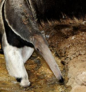 Гигантский муравьед