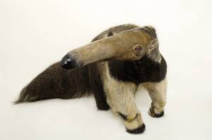 Гигантский муравьед