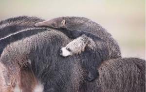 Одинокий скиталец