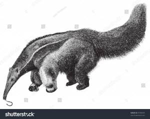 Giant Anteater Myrmecophaga Jubata Vintage Illustration