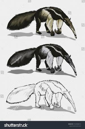 Giant Anteater Huge Tail Stands Sniffs