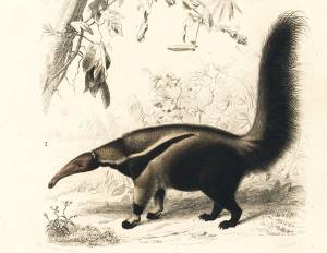 1861 Anteater Antique Engraving Original Ant Bear Print Drawing Wall Art Home Decor Lithograph