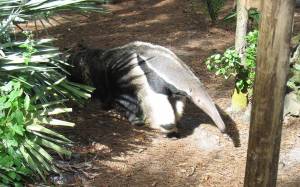 Гигантский муравьед