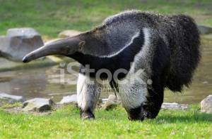 Большой Муравьед, Ходить На Траве Стоковые Фотографии