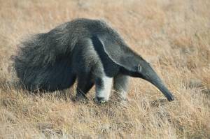 Одинокий скиталец