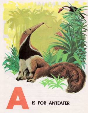 A is for Anteater