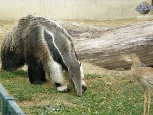 Гигантские муравьеды умеют плавать