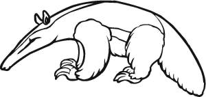 Раскраски Муравьед