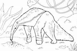 Раскраски Муравьед